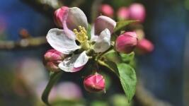 jabloň květ apple-blossoms-4159454 1280